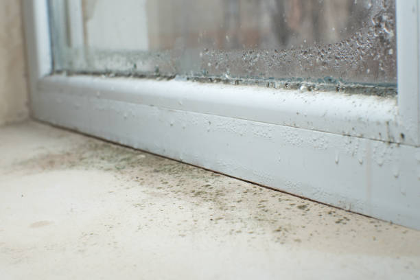 Professional Mold Remediation in Shullsburg, WI